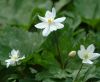 Show product details for Anemone flaccida